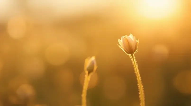 花开有时 - 青青草视频
